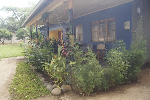 Blue Cactus Shanty