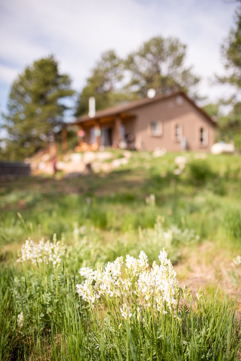 A cabin is visible in the background, set against a natural landscape adorned with greenery and white wildflowers in the foreground. Pine trees are scattered around the property, contributing to the serene mountain ambiance.