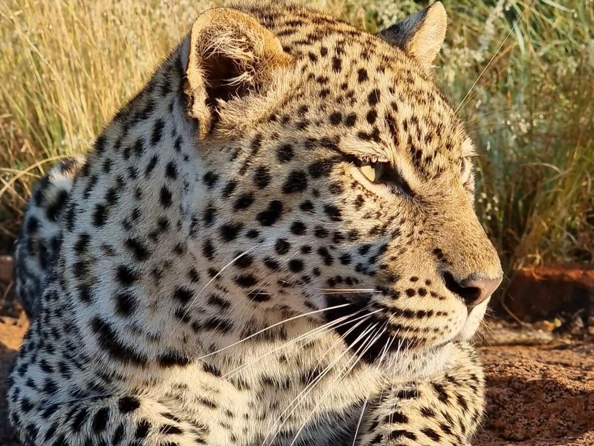 A close-up of a leopard is shown, highlighting its distinctive spotted fur and intense gaze. The animal rests against a natural backdrop of grasses, with its prominent features and whiskers clearly visible in the warm sunlight.