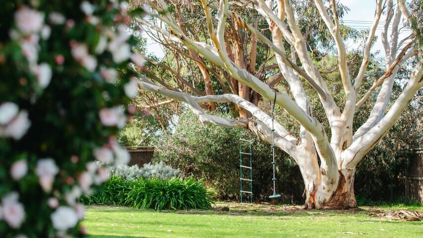 Manna Gum gallery image 5