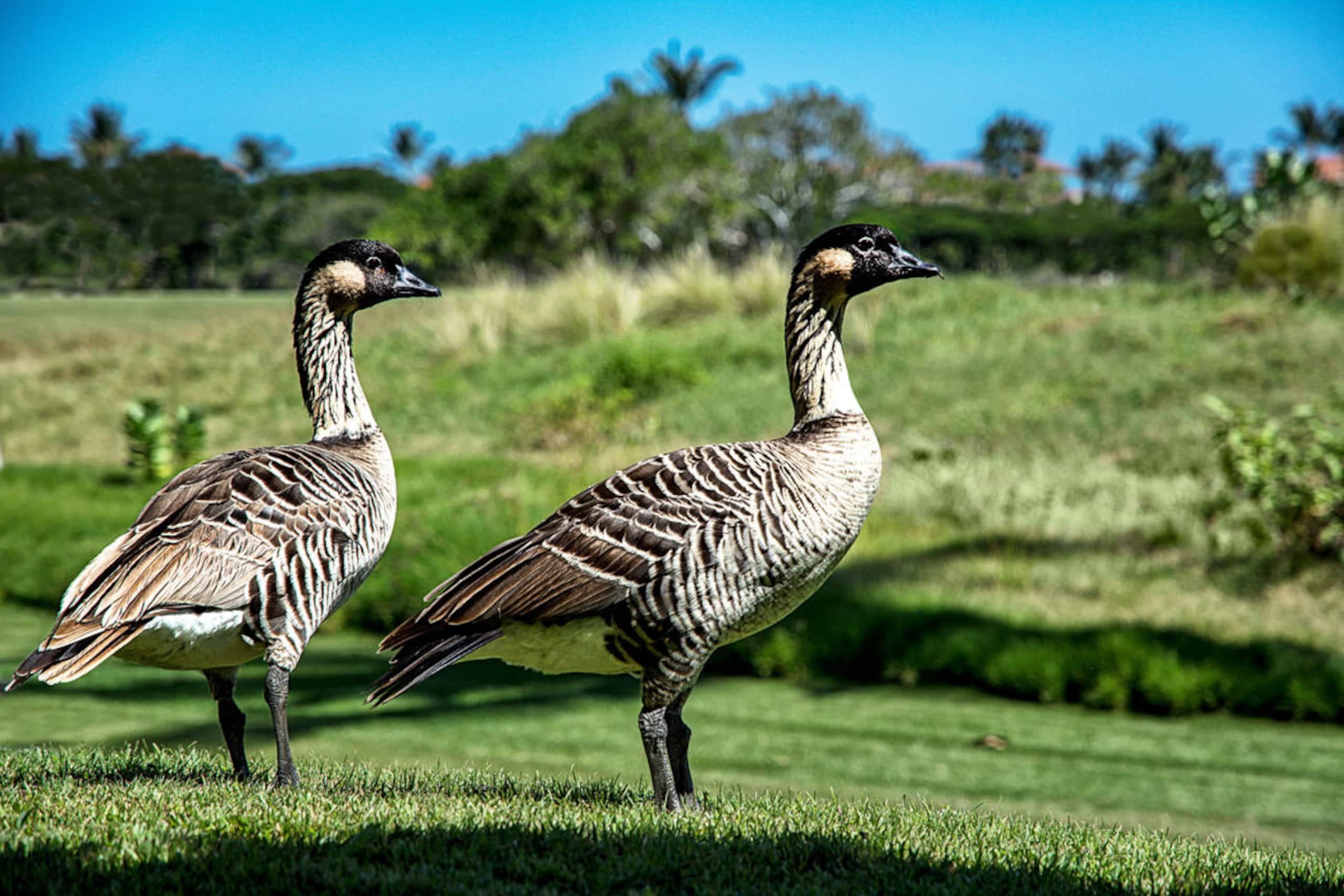 Waikoloa Golf View Condo, Golf Discounts - Photo 43