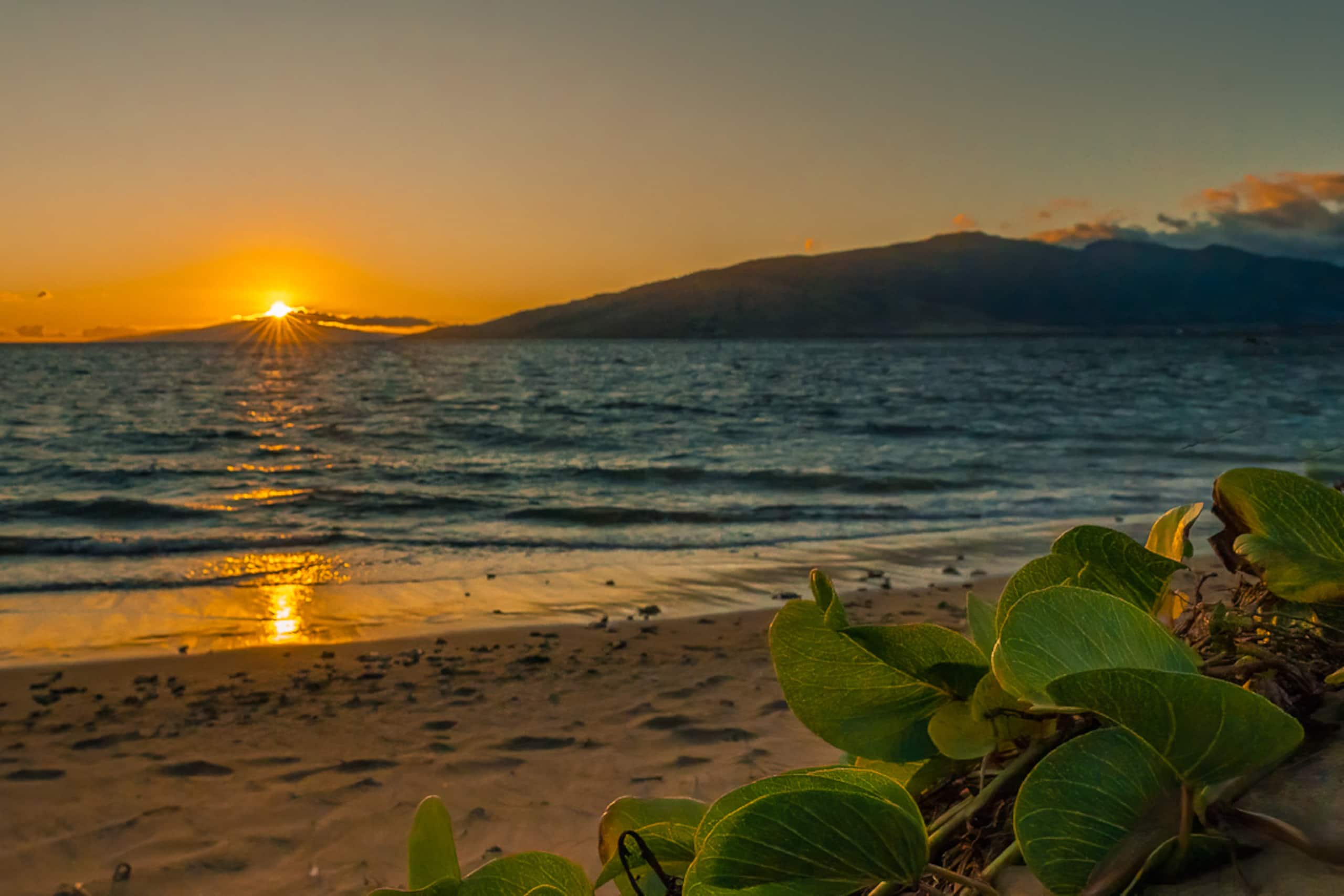 Condo in Kihei · ★4.75 · 1 bedroom · 3 beds · 2 shared baths - Image 32