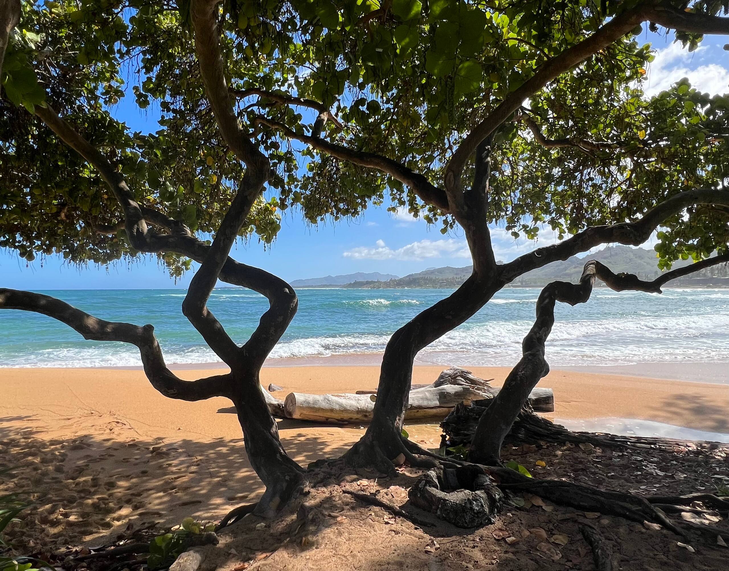 Condo in Kapaa · ★4.92 · 2 bedrooms · 2 beds · 2 baths - Image 42