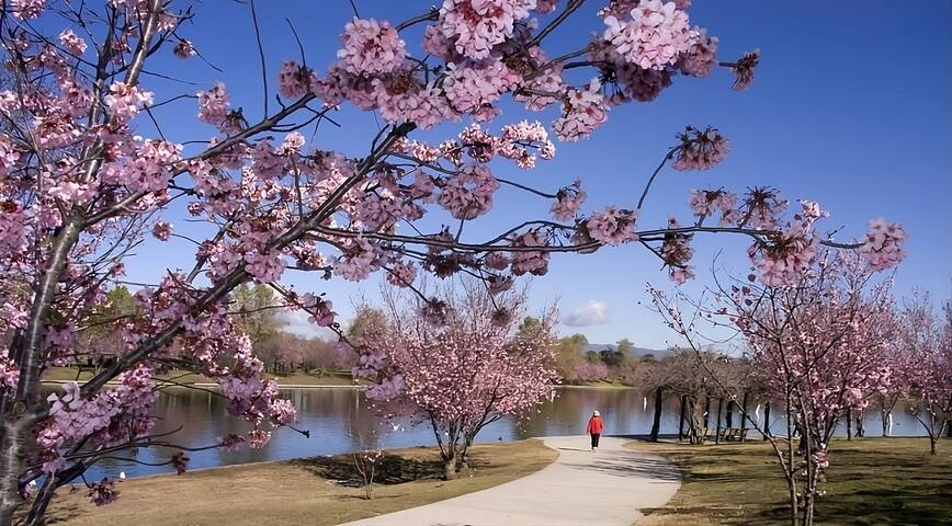 Three Pet-friendly Suites, Pool, Free Breakfast! gallery image 5