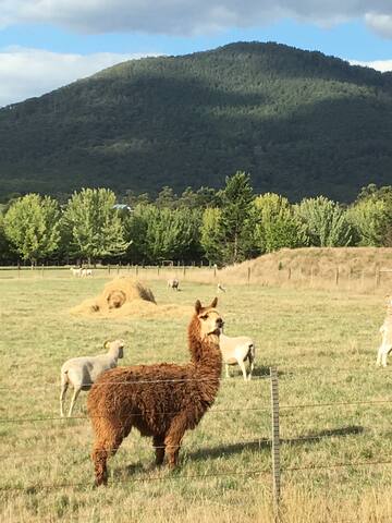 Dairy House @ Harvest Farm. Idyllic cottage stay. gallery image 5