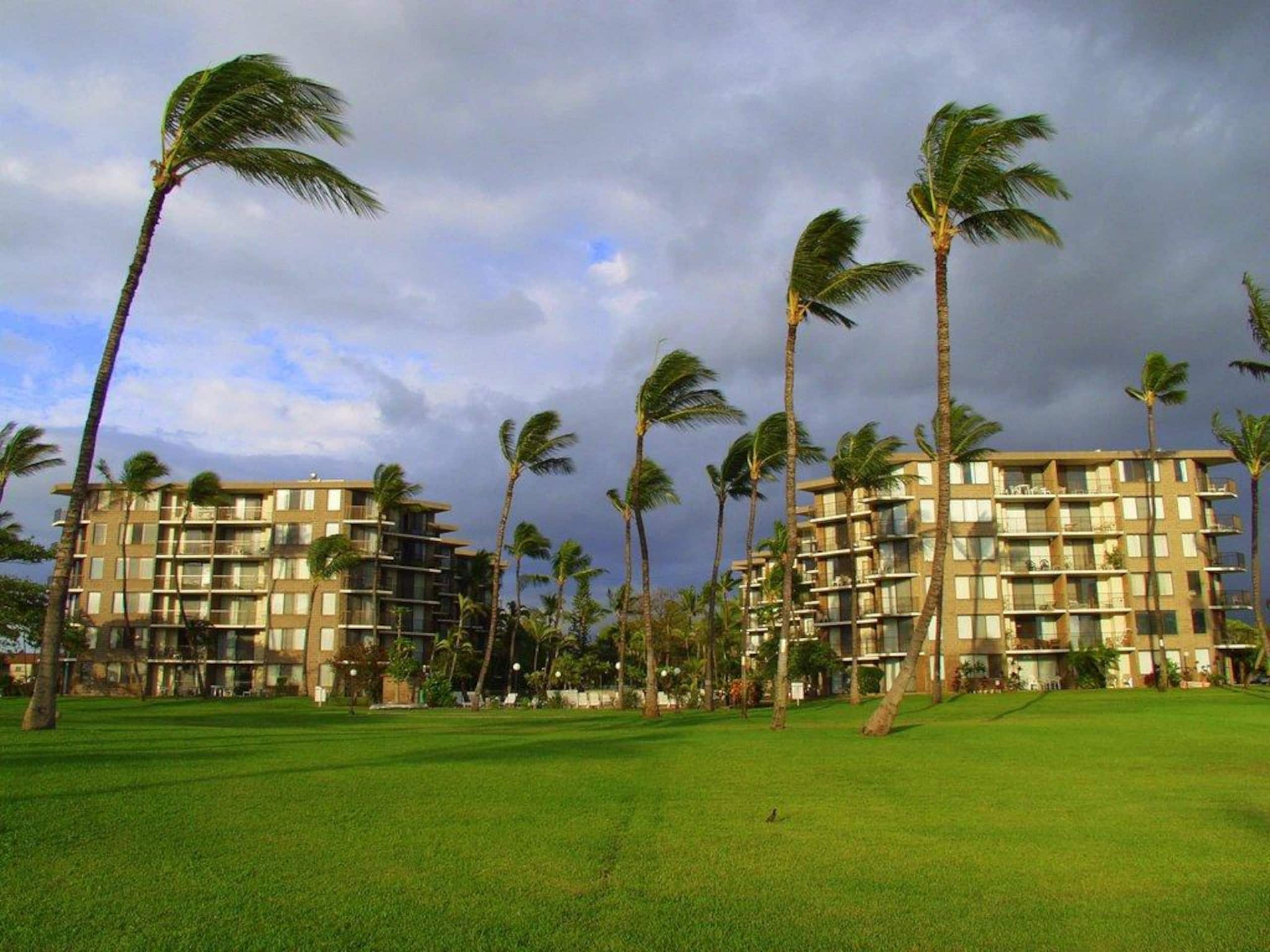 Condo in Kihei · ★4.92 · 1 bedroom · 2 beds · 1 bath - Image 29