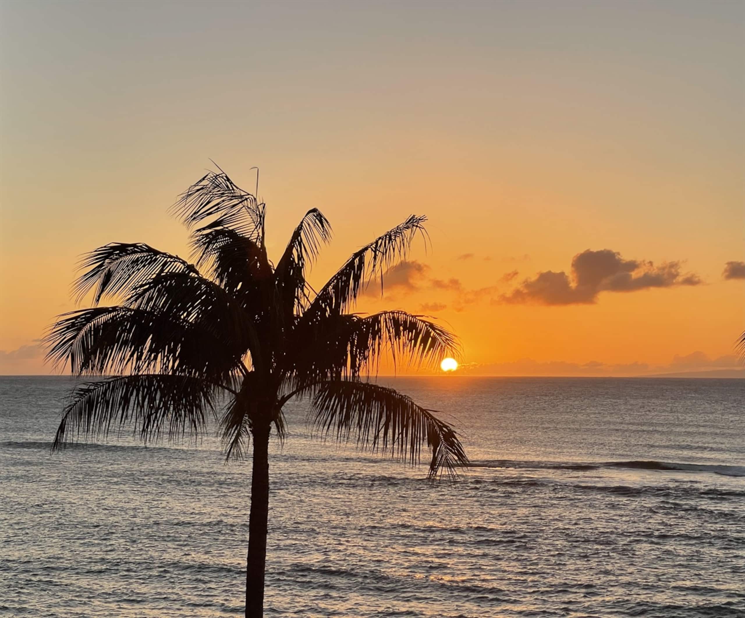 Condo in Lahaina · ★4.97 · Studio · 2 beds · 1 bath - Image 29