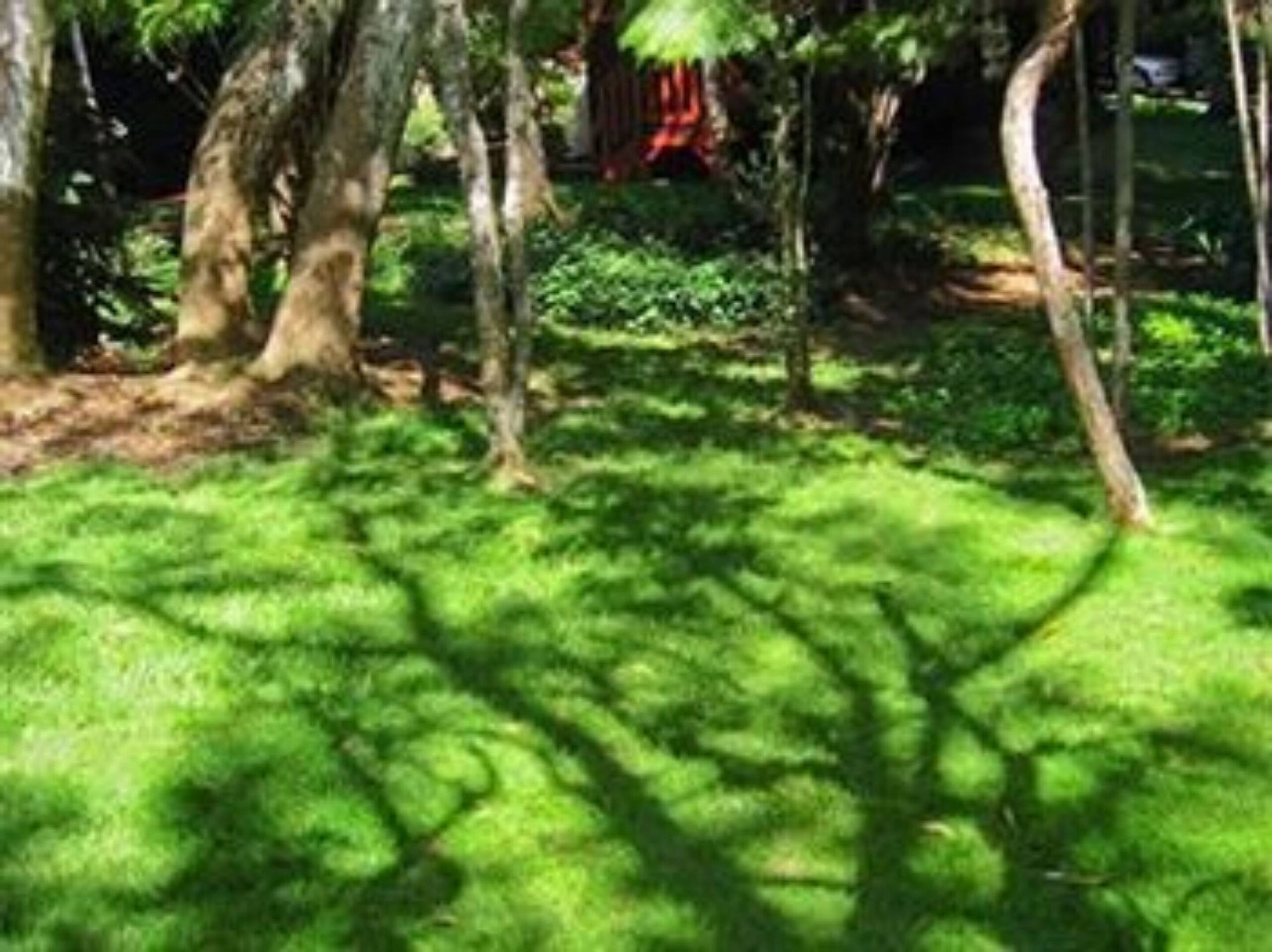 Cabin in Volcano · ★4.99 · 1 bedroom · 3 beds · 1 bath - Image 12