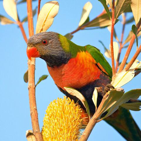 Angophora Beach House gallery image 4