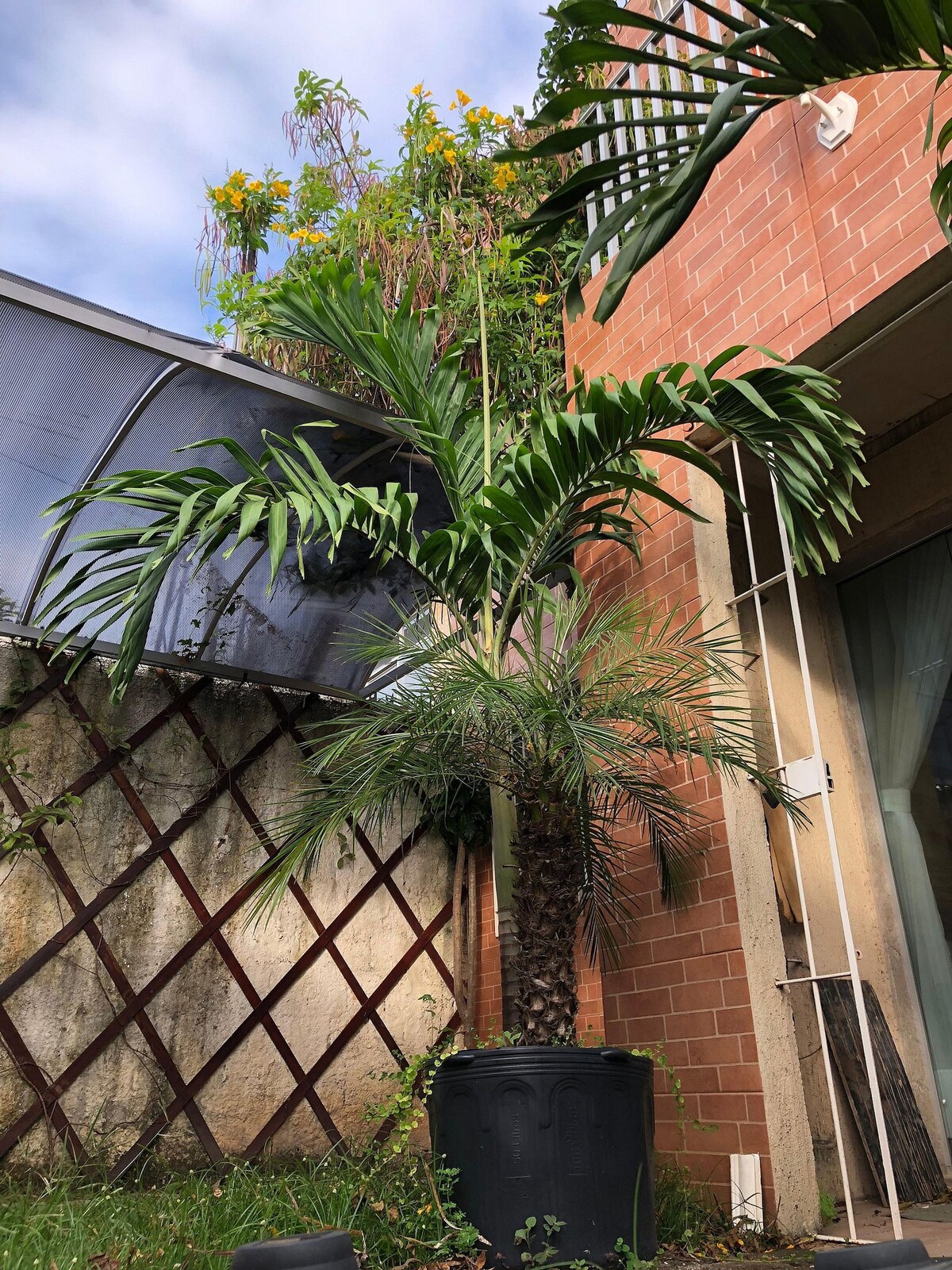 A healthy palm tree is displayed in a large black pot, positioned against a textured, light-brown brick wall. Lush green fronds extend upward, framed by a partially cloudy sky. The backdrop features a lattice fence, adding depth to the serene outdoor space.