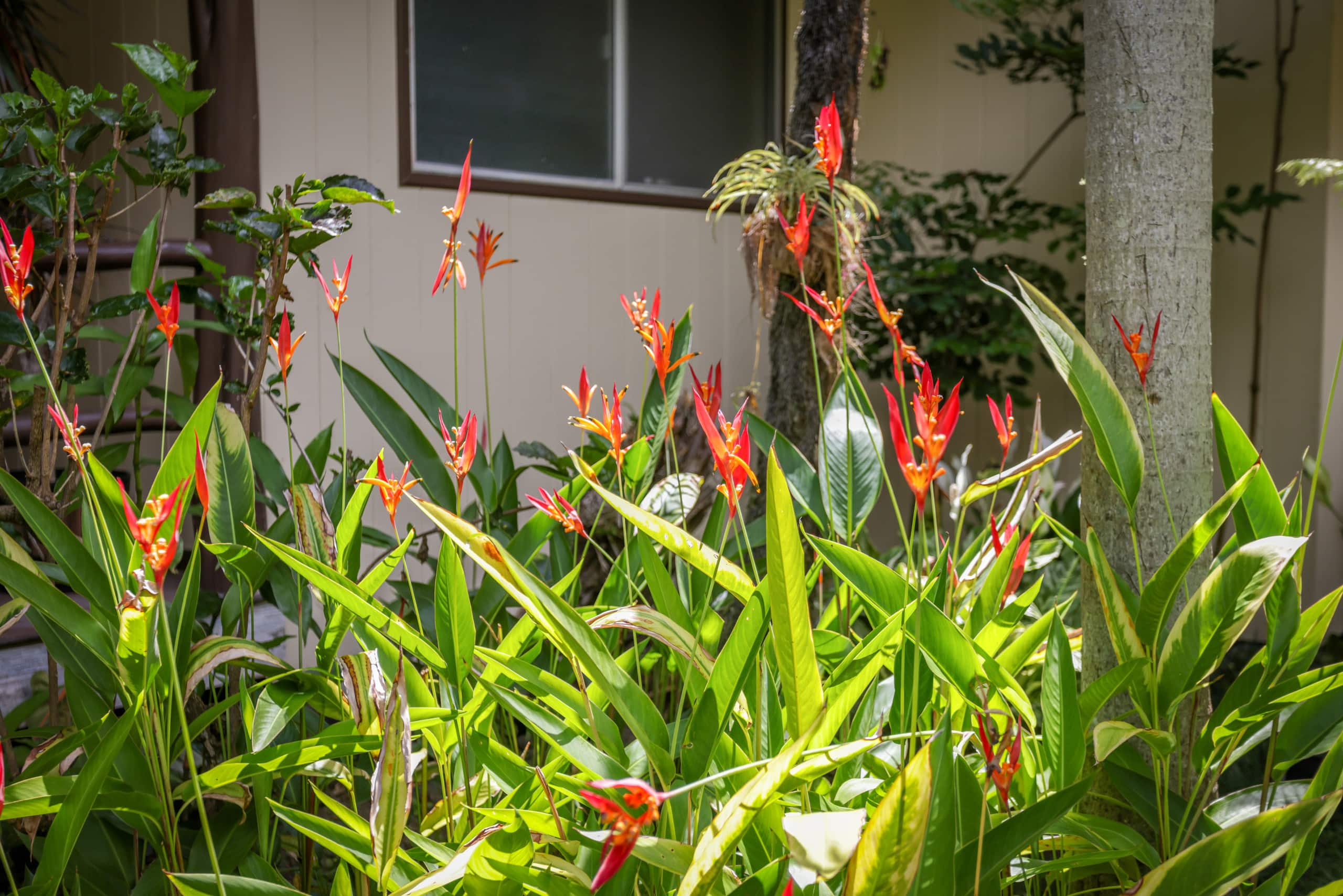 Home in Captain Cook · ★5.0 · 3 bedrooms · 4 beds · 2.5 baths - Photo 80