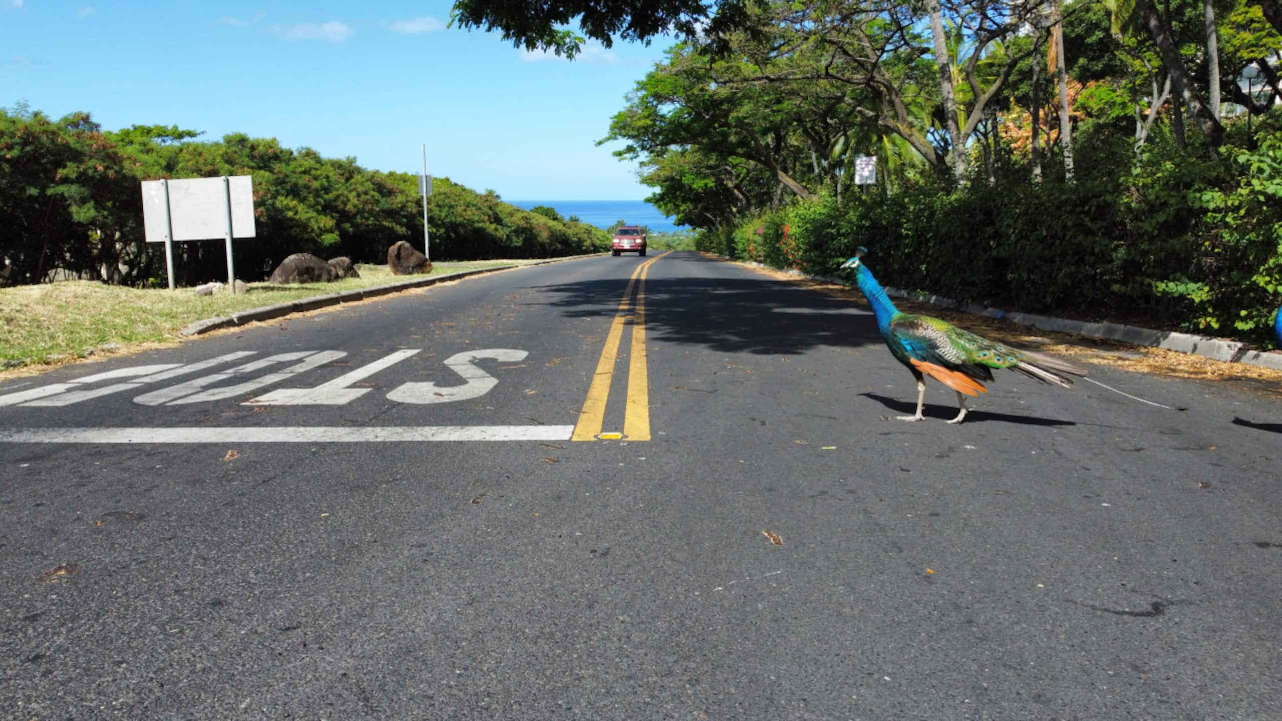 Home in Makaha Valley · ★4.95 · 3 bedrooms · 6 beds · 2 private baths - Image 45
