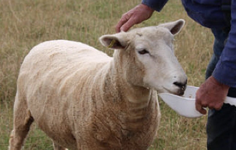 A sheep stands in a grassy area, approached gently by a person. The sheep, with its soft, curled fleece and attentive ears, is being fed from a small white bowl held by the person. Light catches the sheep's features, highlighting its calm demeanor.