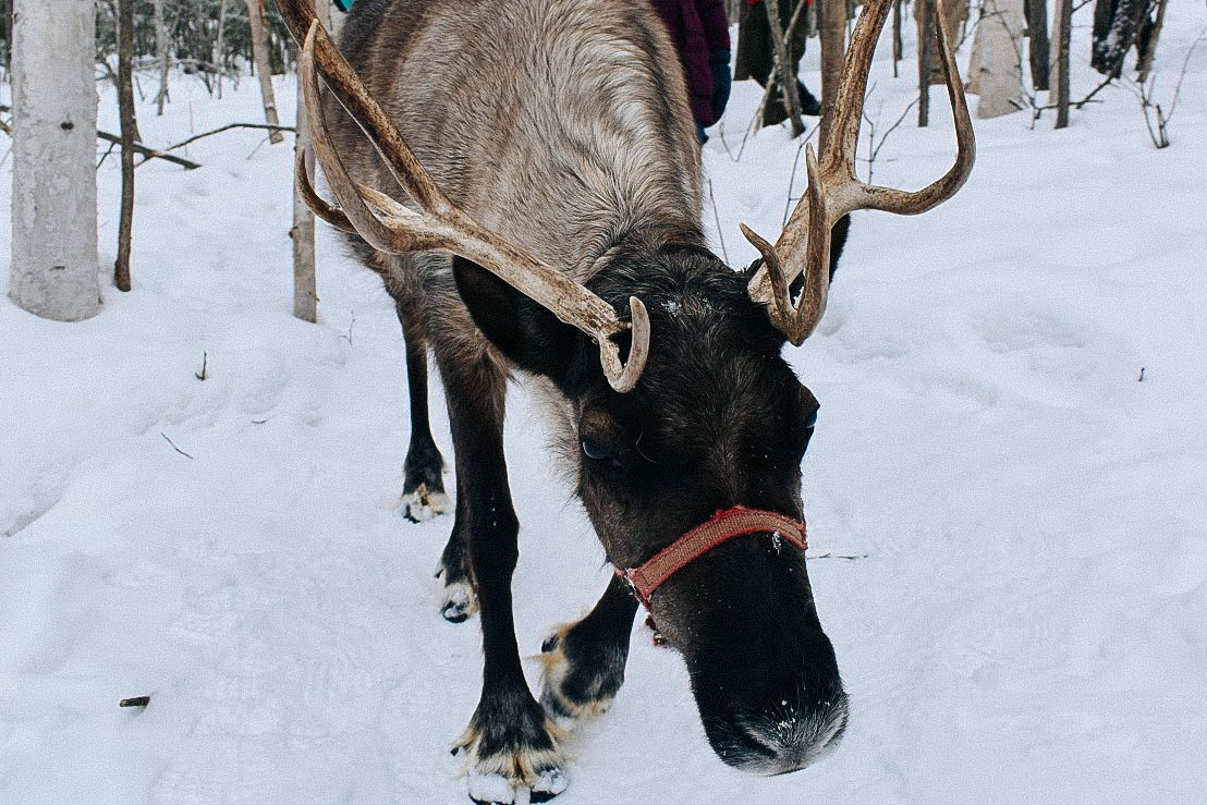 Northern Lights Adventure Airbnb
