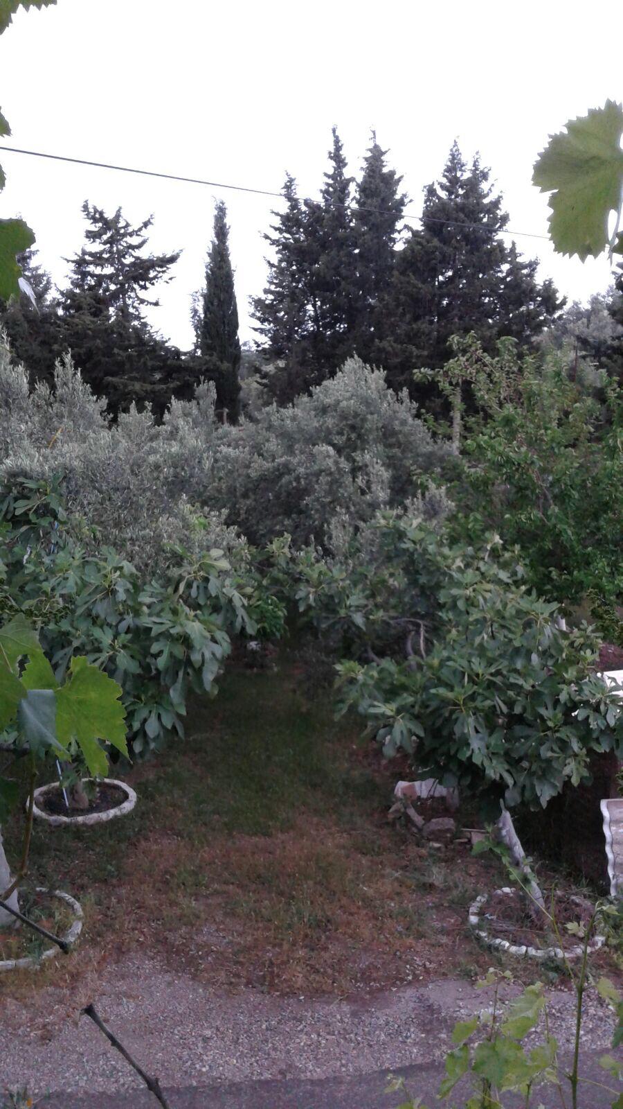 Gümüldürde doğa içinde kiralık yazlık zemin katı Menderes şehrinde