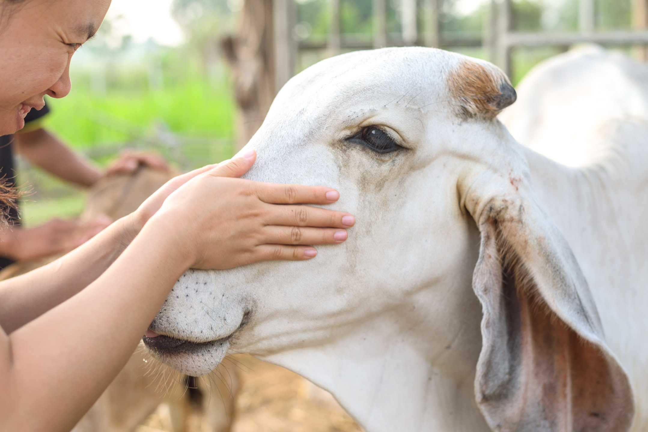 Cow Cuddles !!! Bovine/Cow Therapy !!! Airbnb