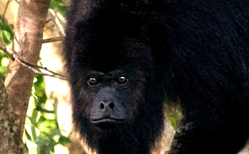 View Howling Monkey Picks Review Pics
