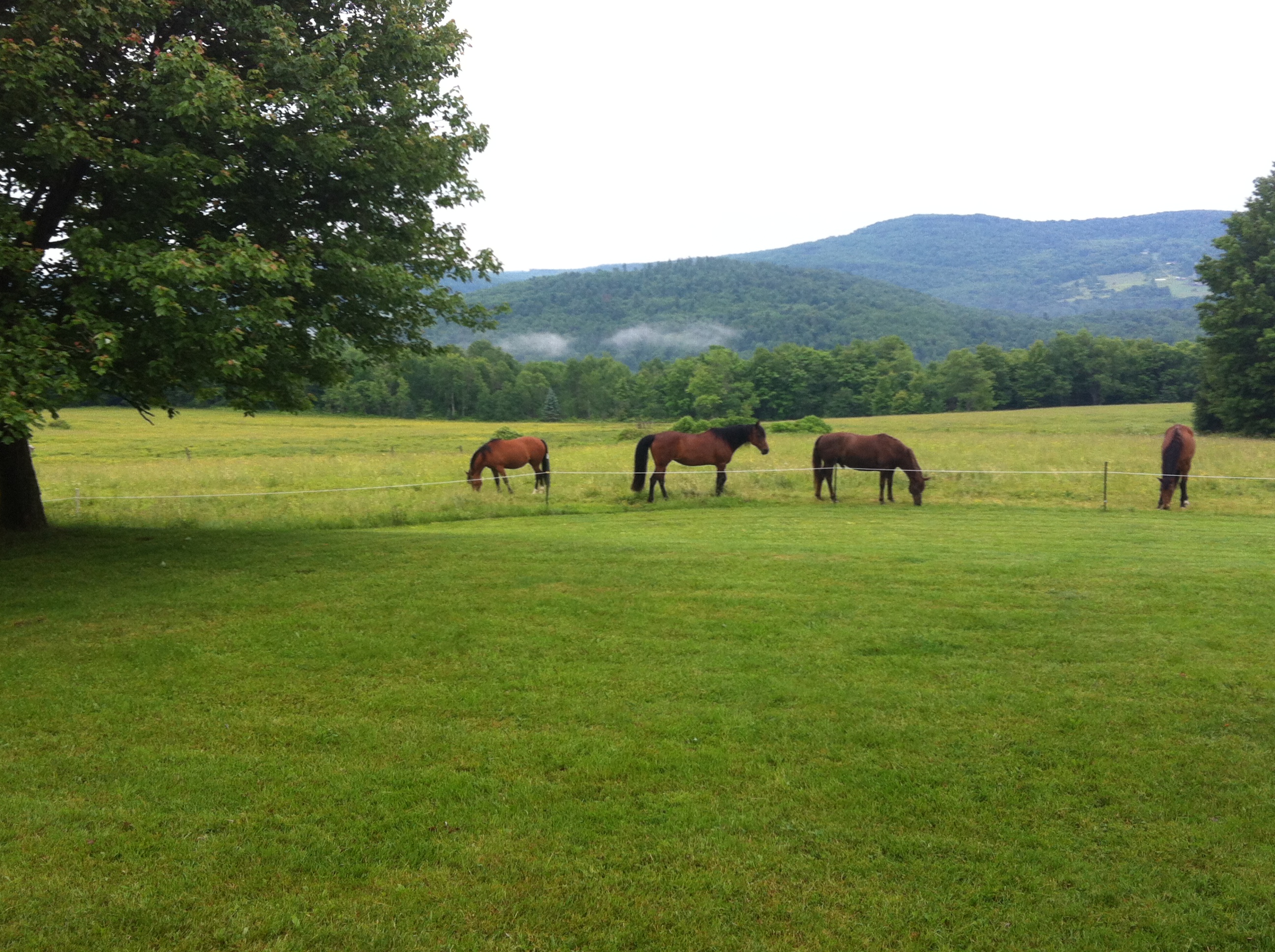 Secluded 160 Acre mountain top home Houses for Rent in Susquehanna