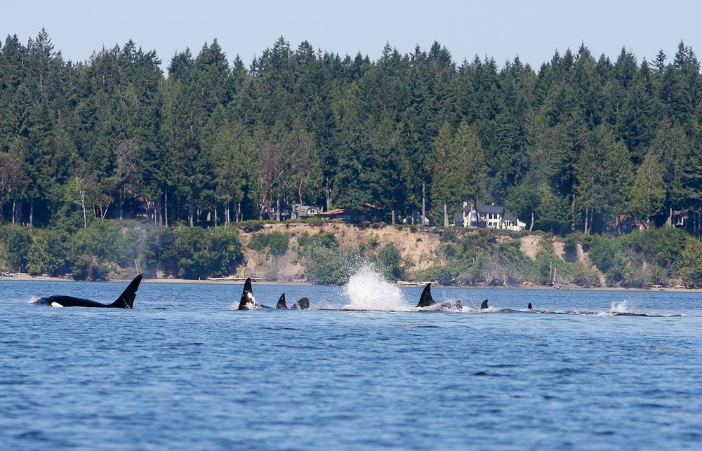 Secret Island Beach House. Kayaks, Paddle Boards Houses for Rent in