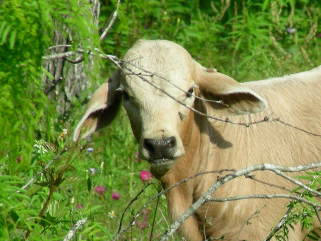 Big D Ranch Bunkhouse Farm stays for Rent in Gonzales, Texas, United