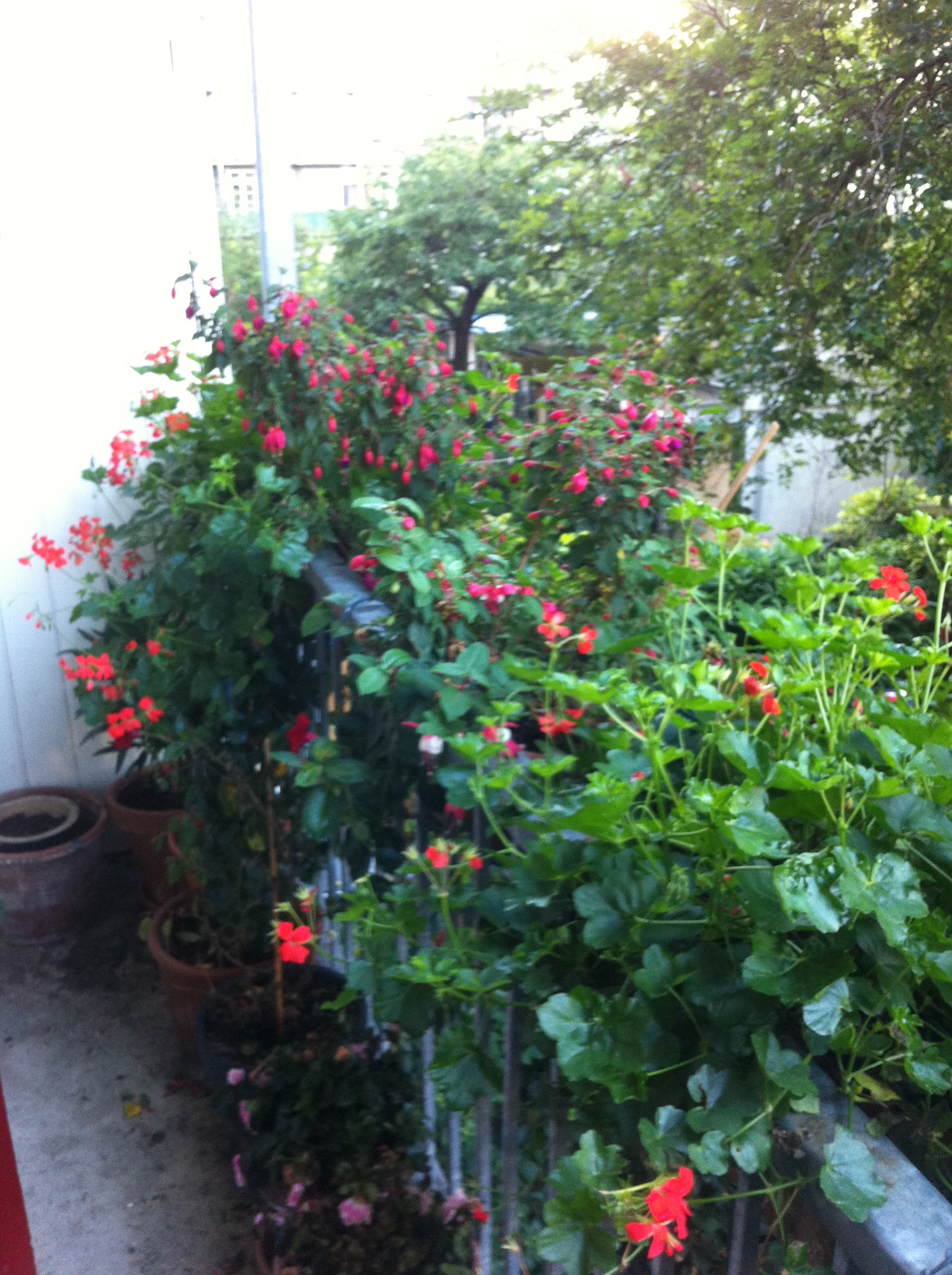Flowery balcony with apartment in Ams. West. — Amsterdam stay