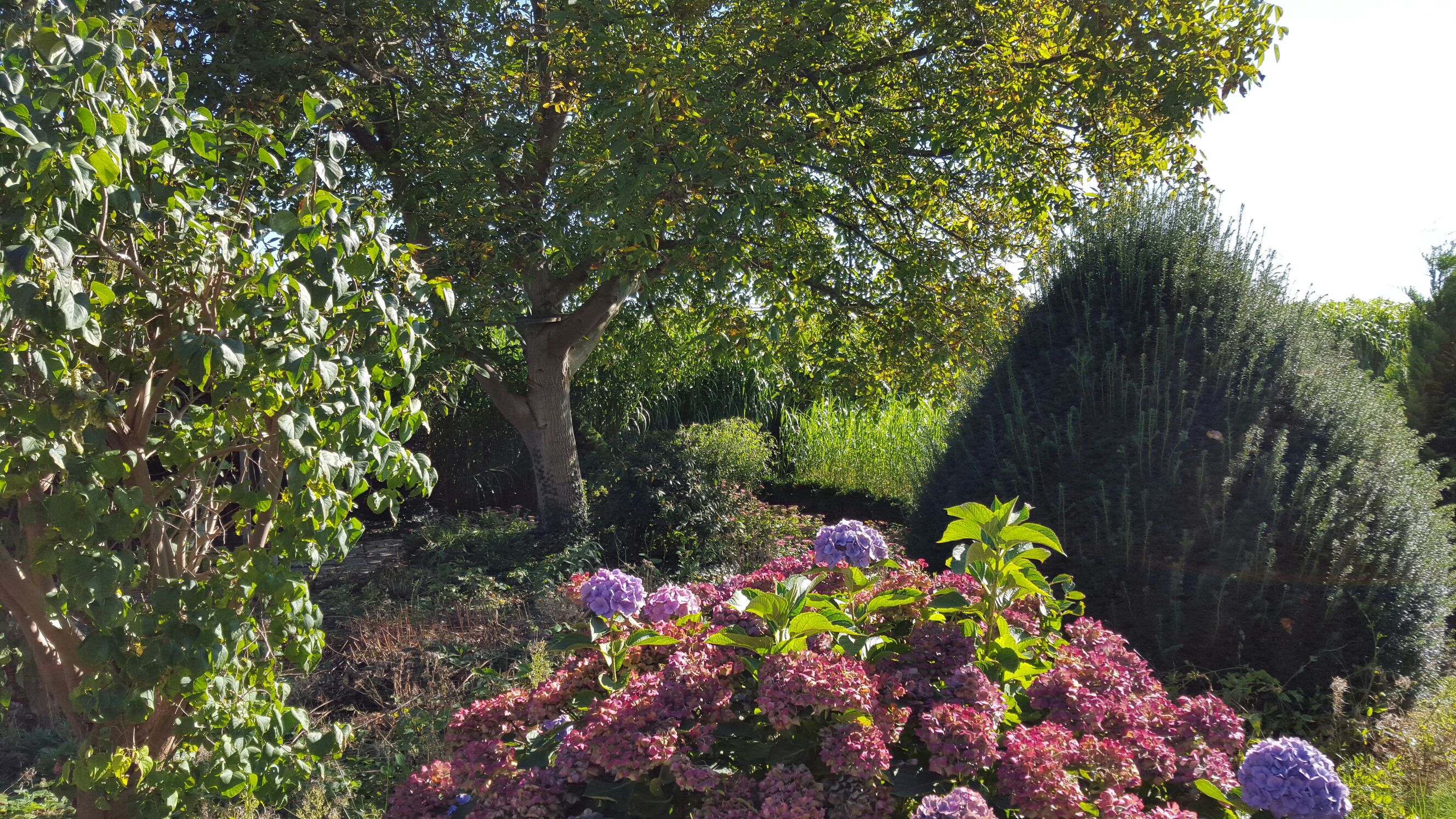 Hausdeich Alltohoop mit Festdiele - Scheunen zur Miete in Hamburg