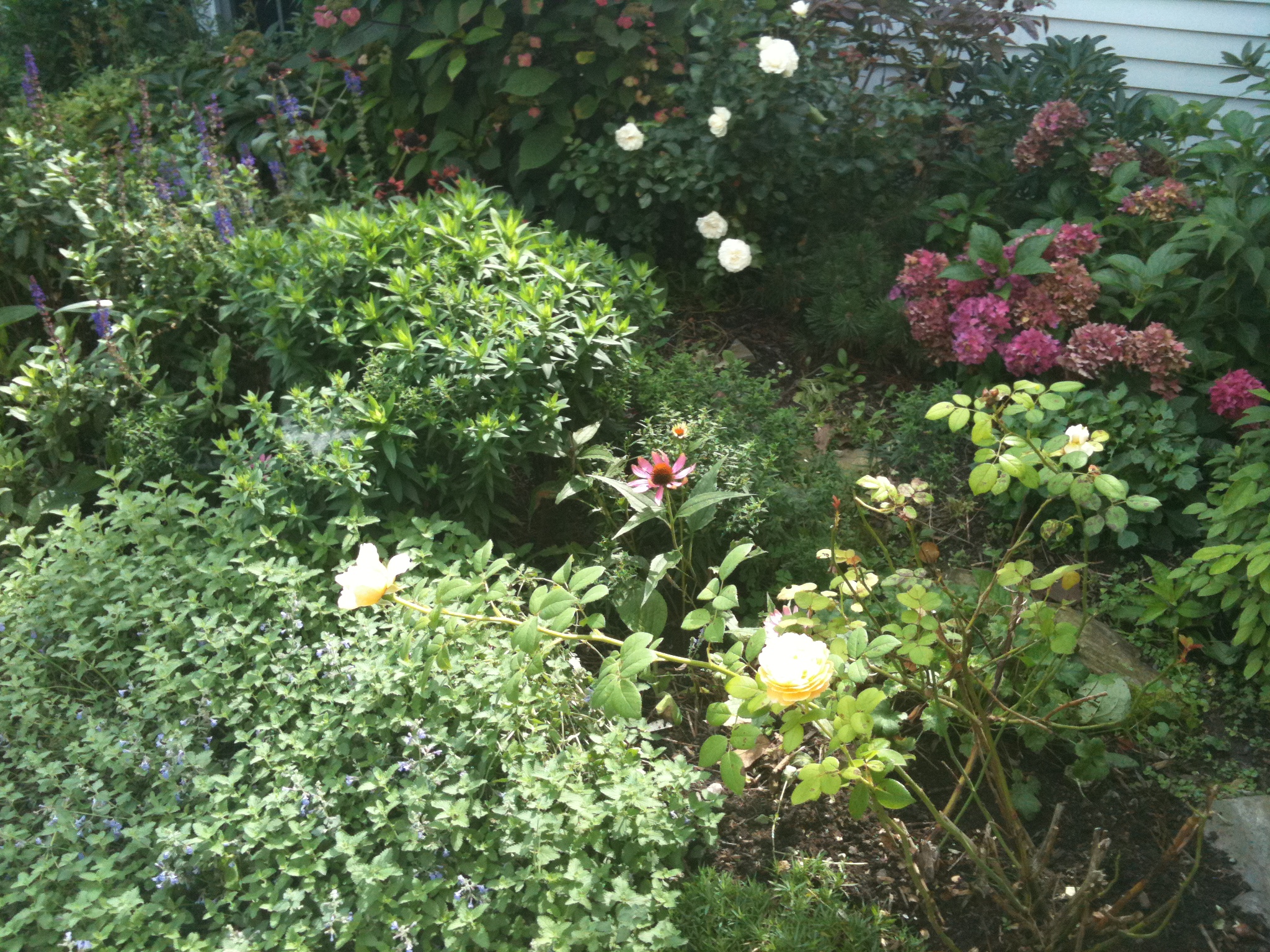 Top of Portland's Munjoy Hill Houses for Rent in Portland, Maine