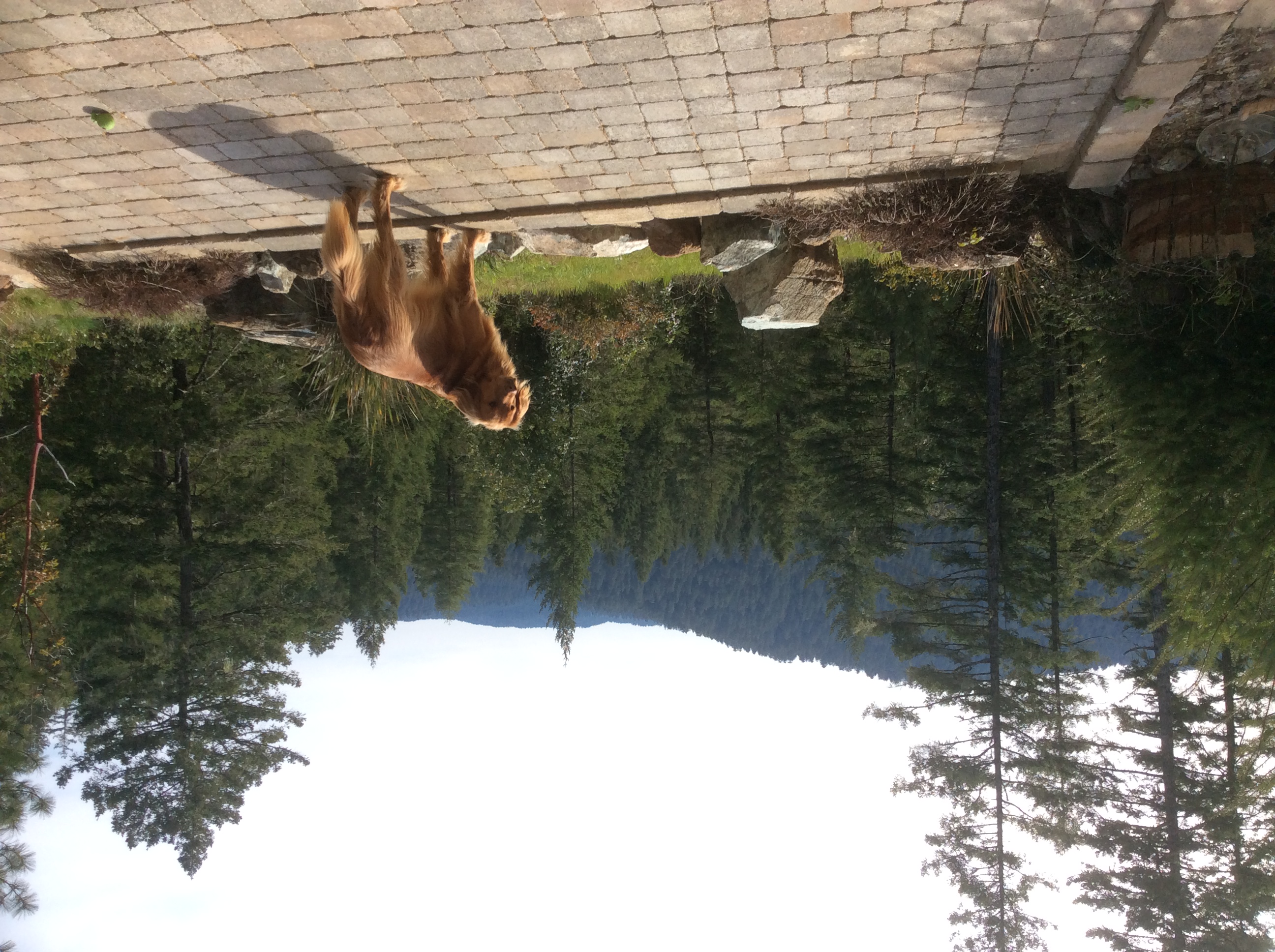 RidgeHaven 
Majestic  Redwood forest view....