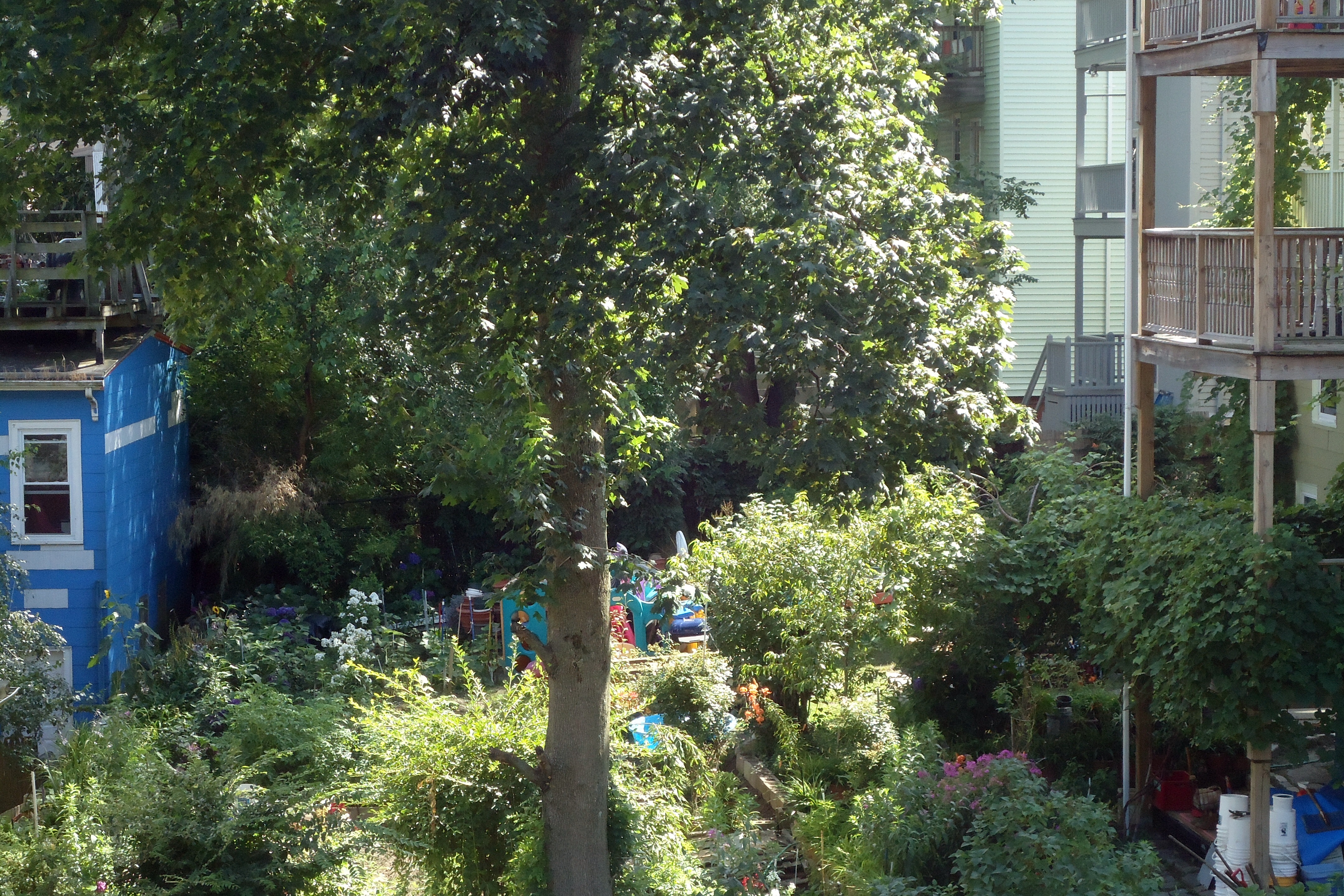 Treetop Haven in the City