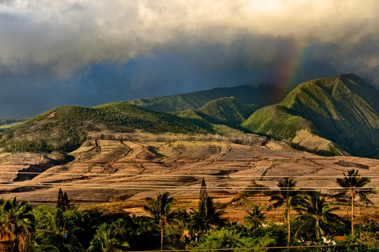 GREAT LOCATION, NO NEED FOR A CAR; WALK TO TOWN Apartments for Rent