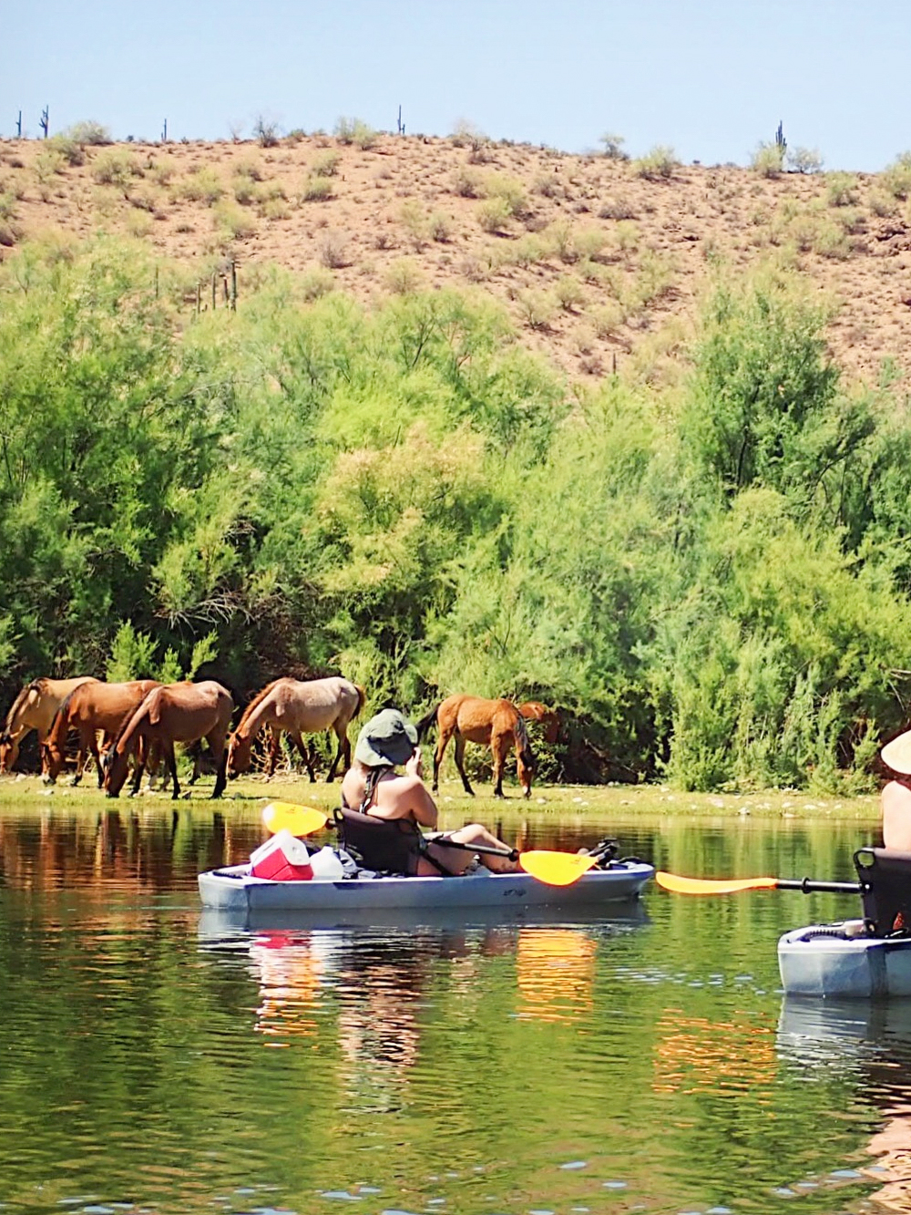 Wild horse sighting kayak adventure - Airbnb