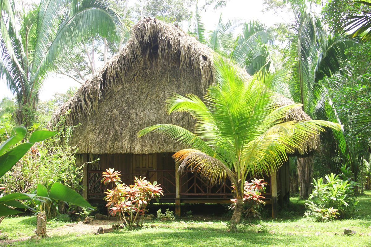 Cottage Parrot at SunCreekLodge in Toledo Mainland, Belize