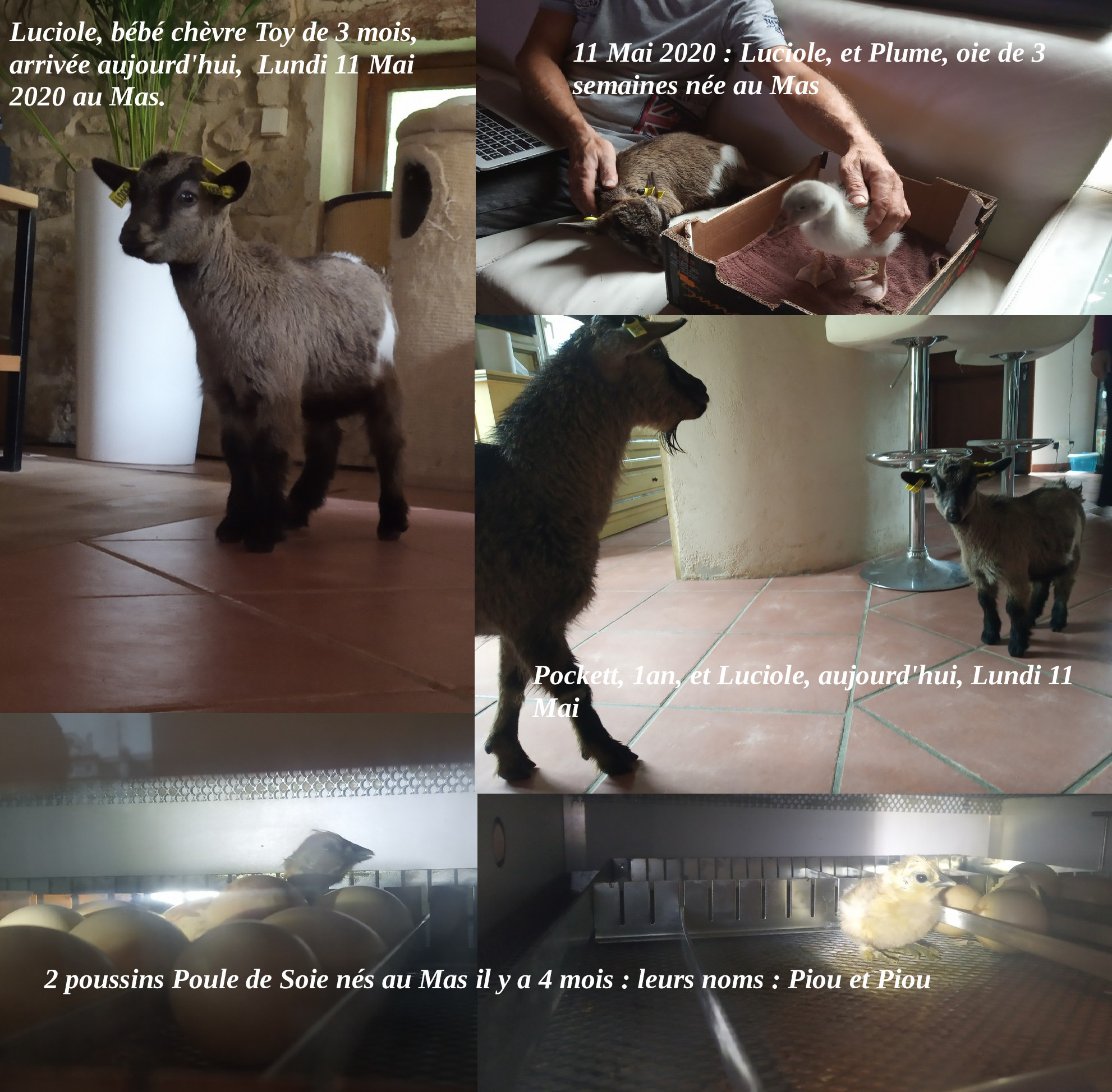 Le Mas De La Jardine Logement La Sorgue Guesthouses For Rent In Velleron Provence Alpes Cote D Azur France