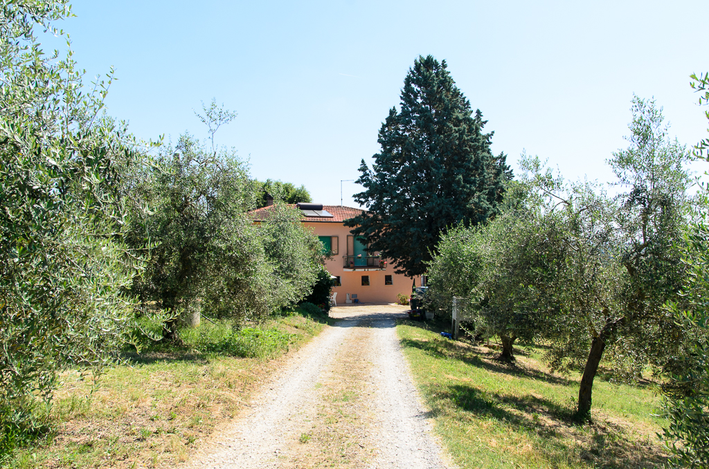 Relaxation among the olive trees