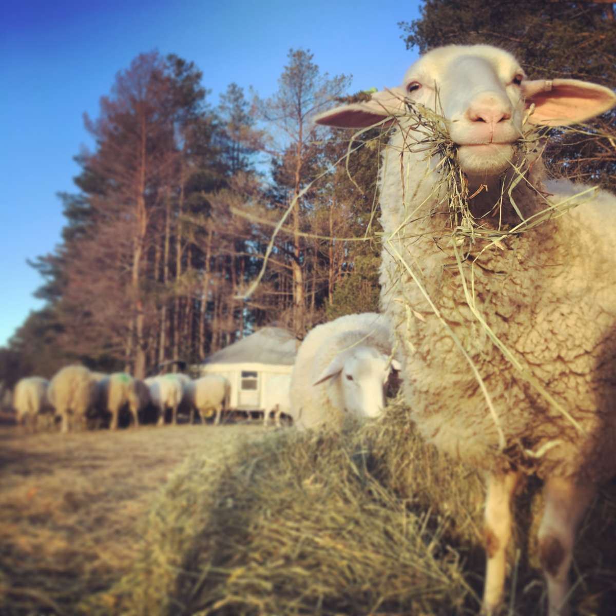 Adirondack Mountain Yurt at Blue Pepper Farm Yurts for Rent in Jay