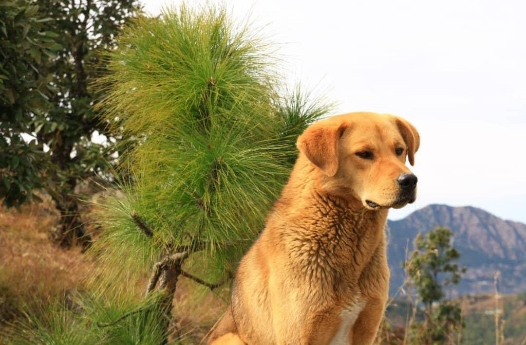 Nama Stay From The Himalayas Farm Stays For Rent In