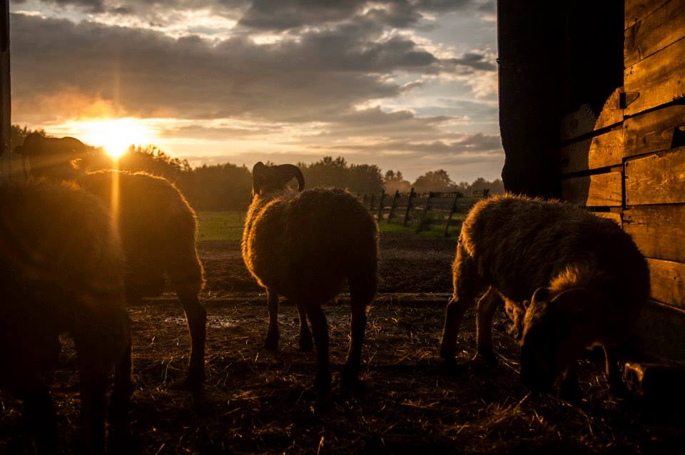 Lily Brook Farm, Hollis, Maine Apartments for Rent in Hollis Center