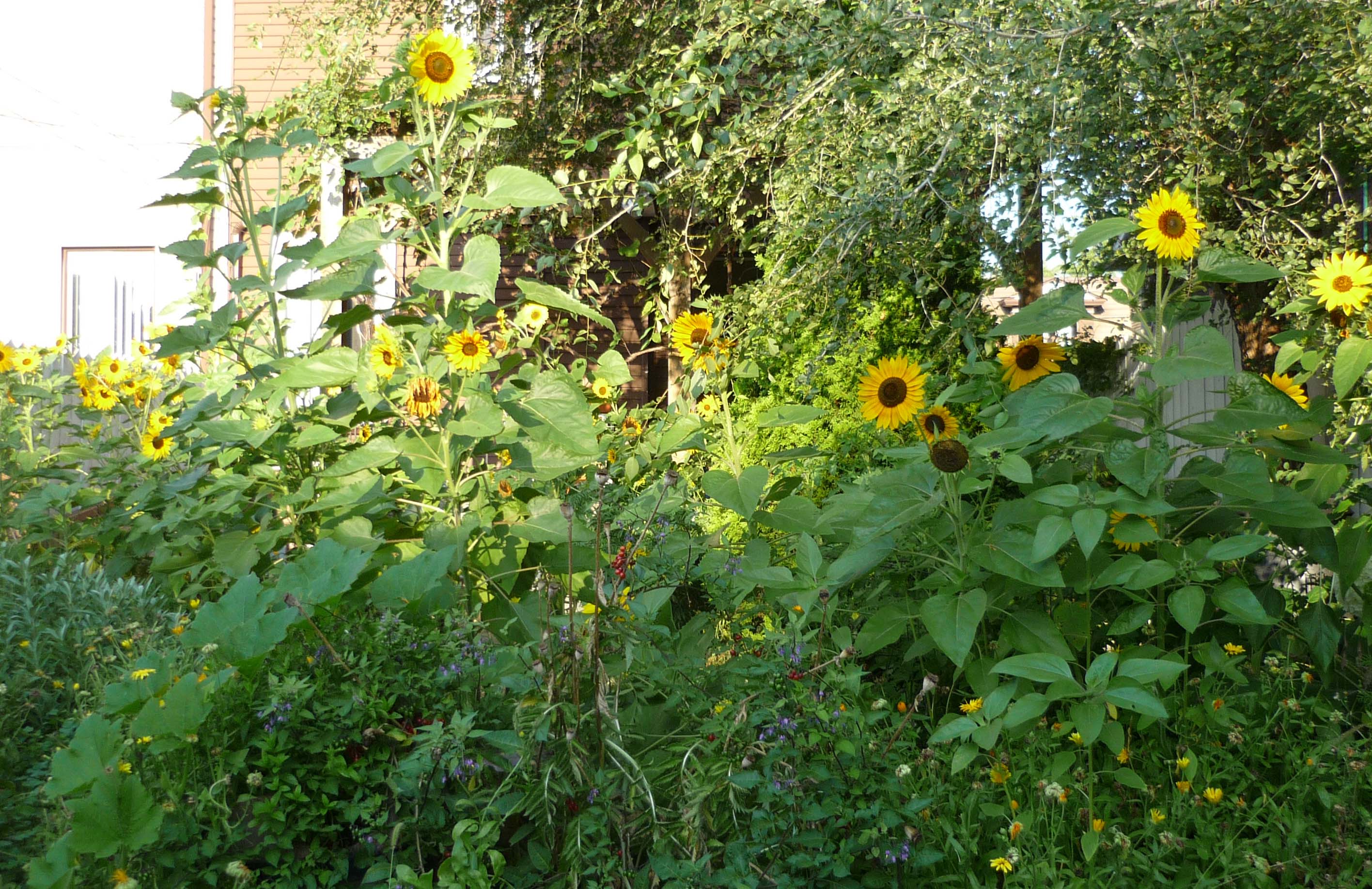 Sunny house, friendly neighbourhood in Dovercourt-Wallace Emerson-Junction, Toronto