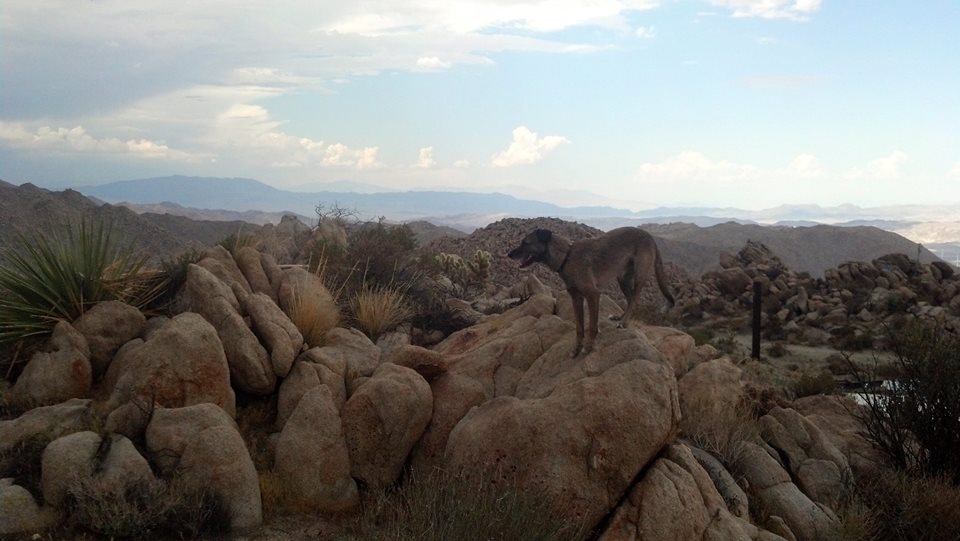 The Desert View Tower Lighthouses for Rent in Jacumba, California