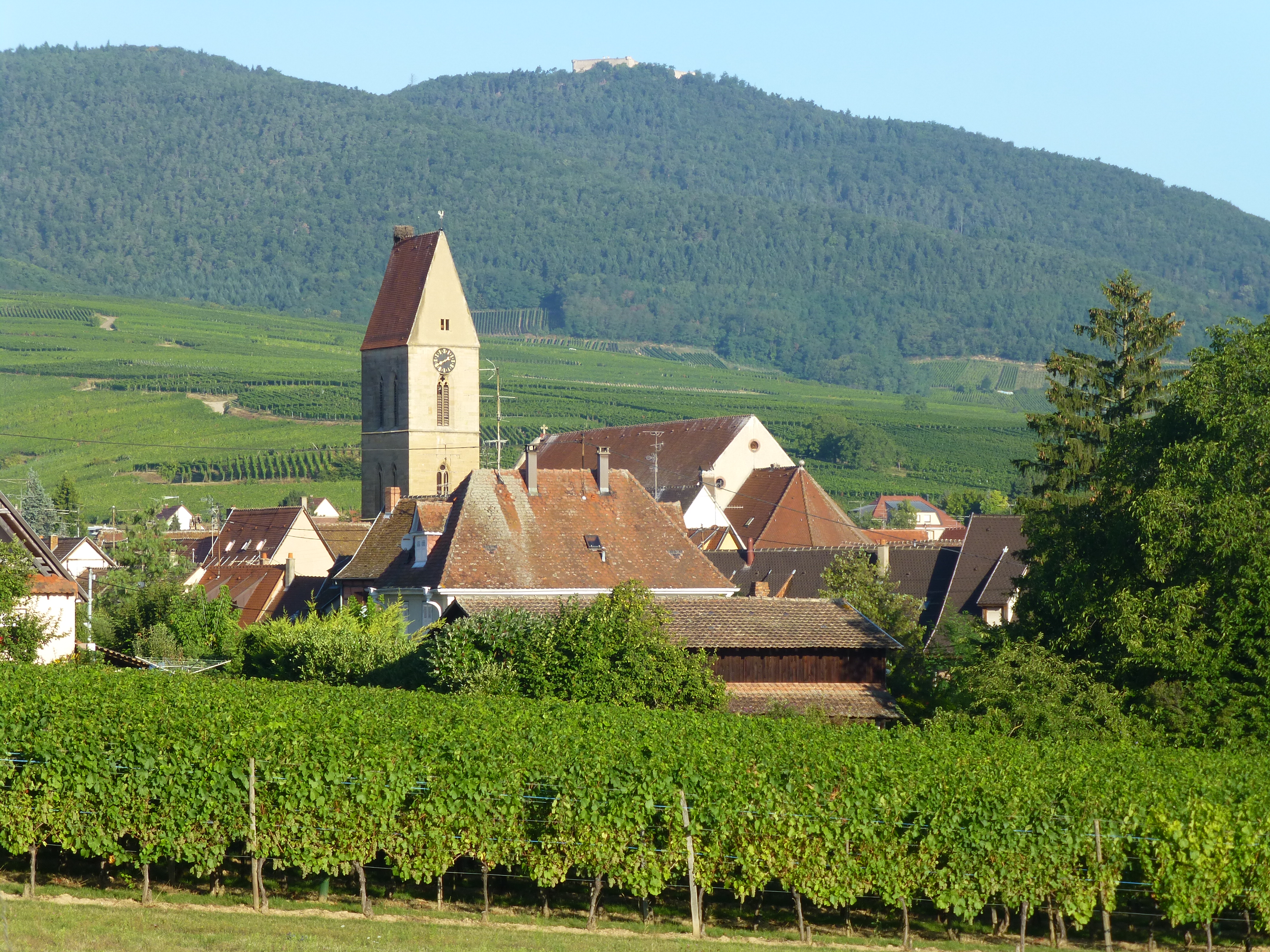 Gite view of vineyard and forest
