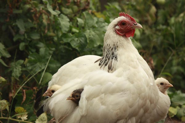 Rye Your Organic Flat in Point Nepean, Mornington Peninsula