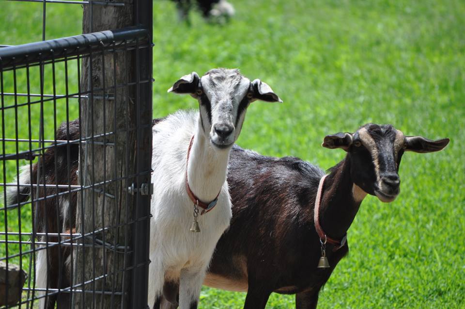 Vintage Camper at Circle M Market Farm Farm stays for Rent in