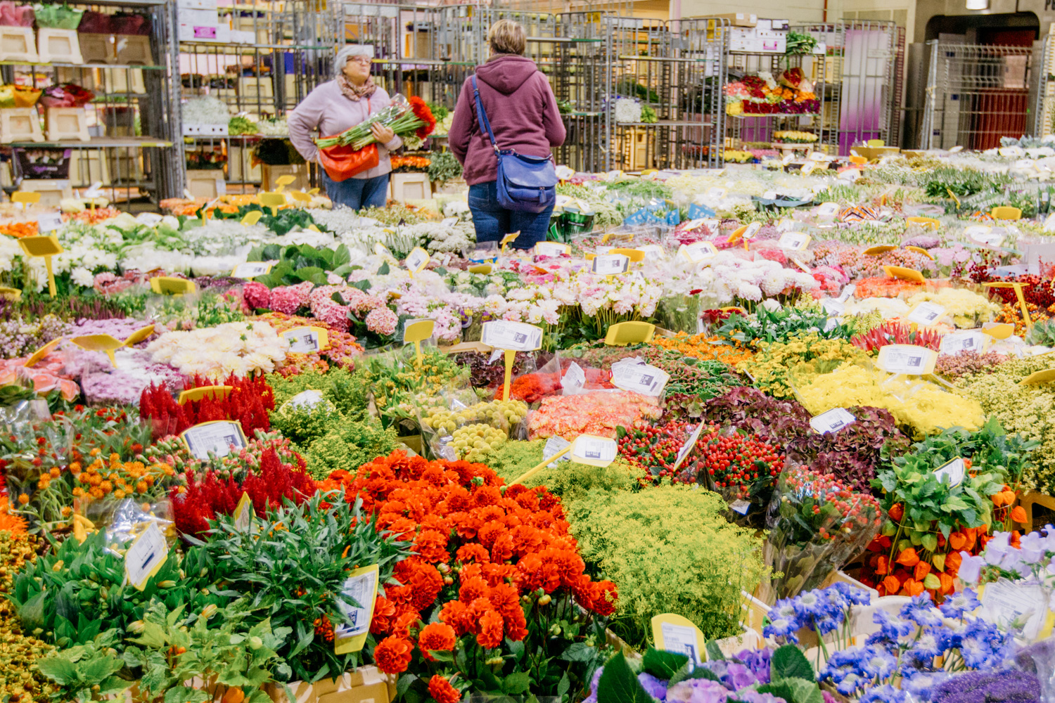 Night visit to Europe’s largest flower market Airbnb