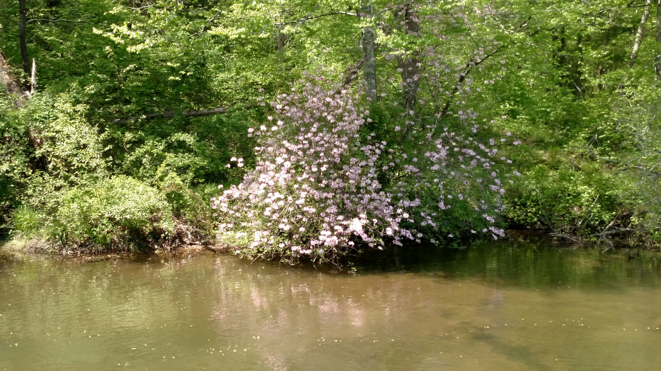 The Dan River House Houses for Rent in Ararat, Virginia, United States Airbnb