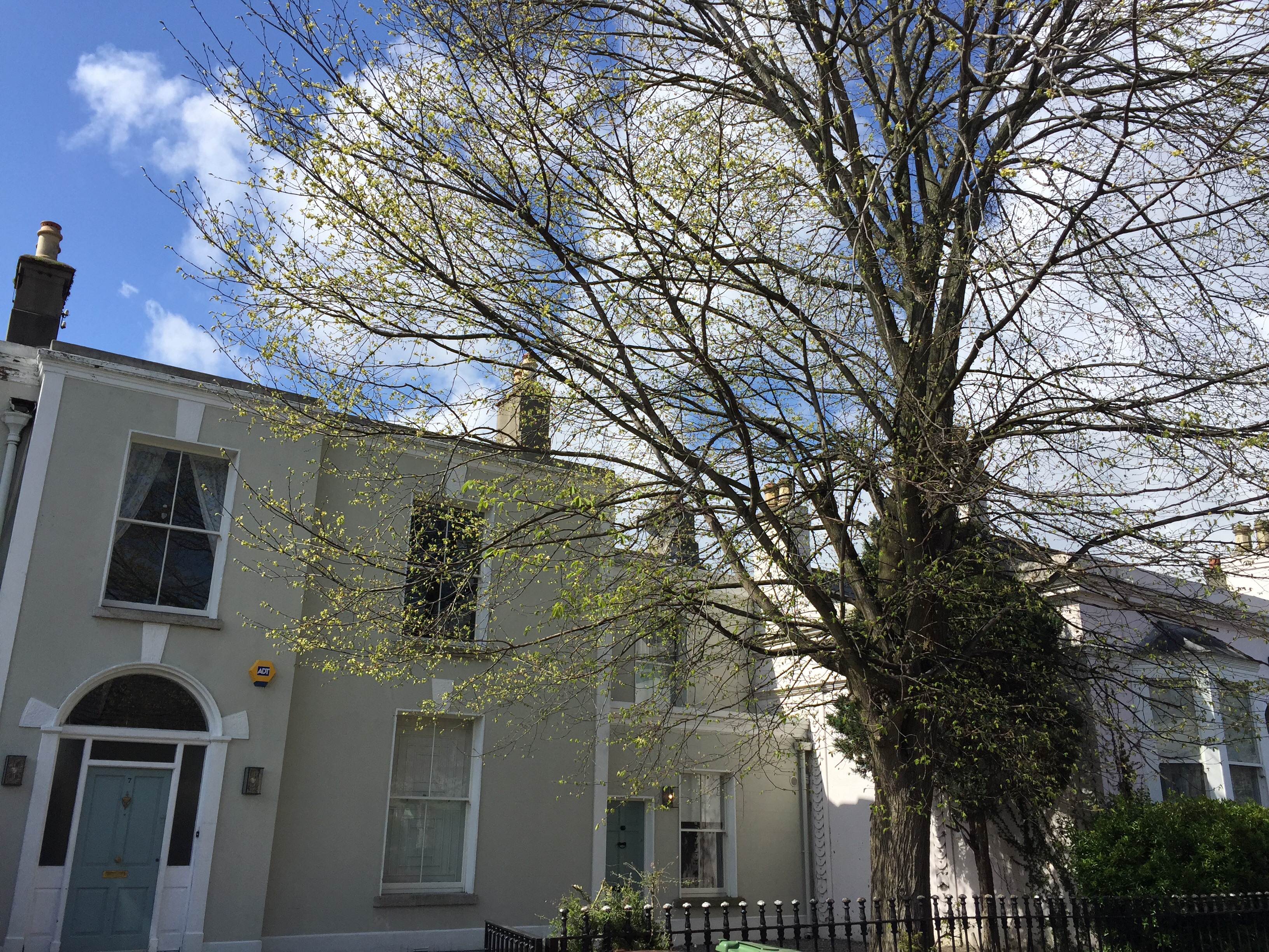 Gem in the heart of Ranelagh