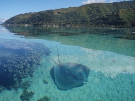 Grande Chambre A Papara Pk 34 Houses For Rent In Papara Windward Islands French Polynesia