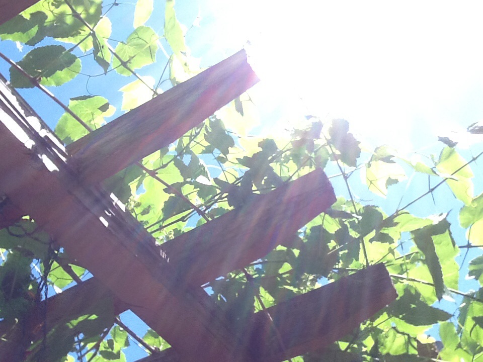 " sweet little garden studio " Guest suites for Rent in Talent