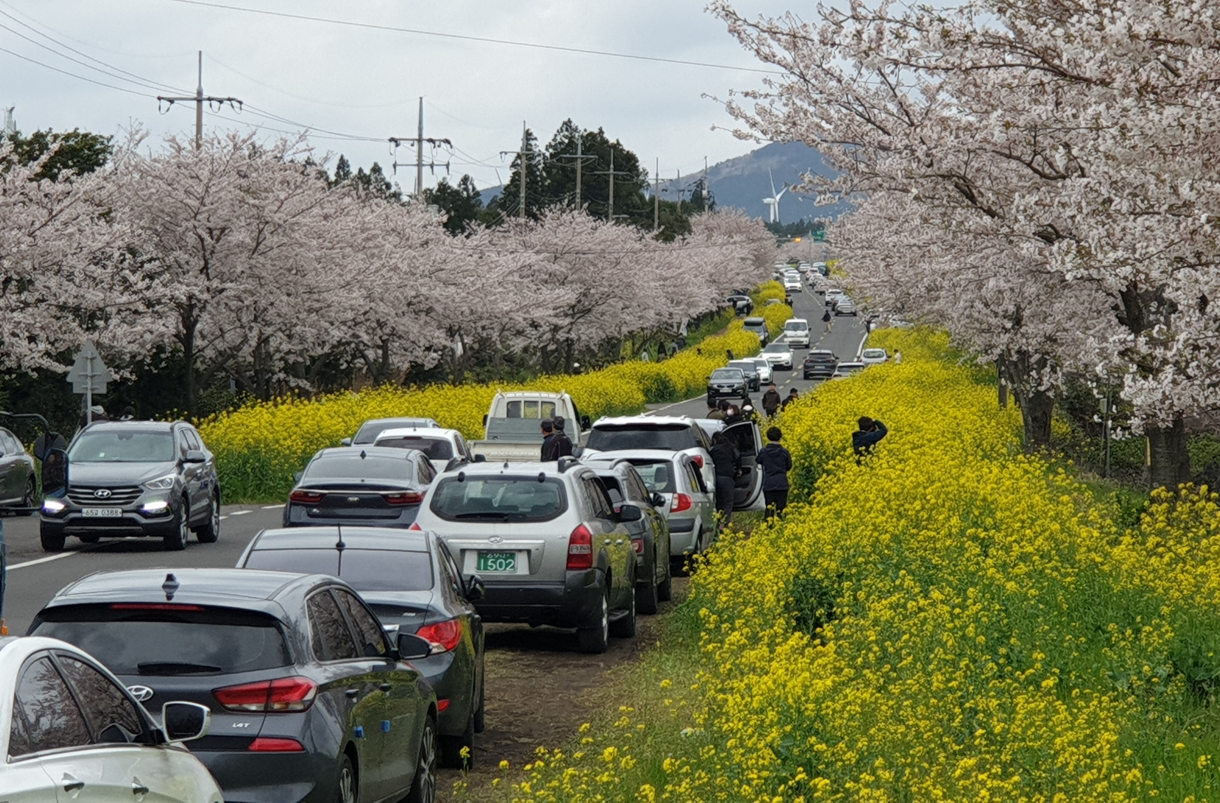 201 Natural Pursuit of Pyoseon-myeon, Jeju with a sense of Jeju