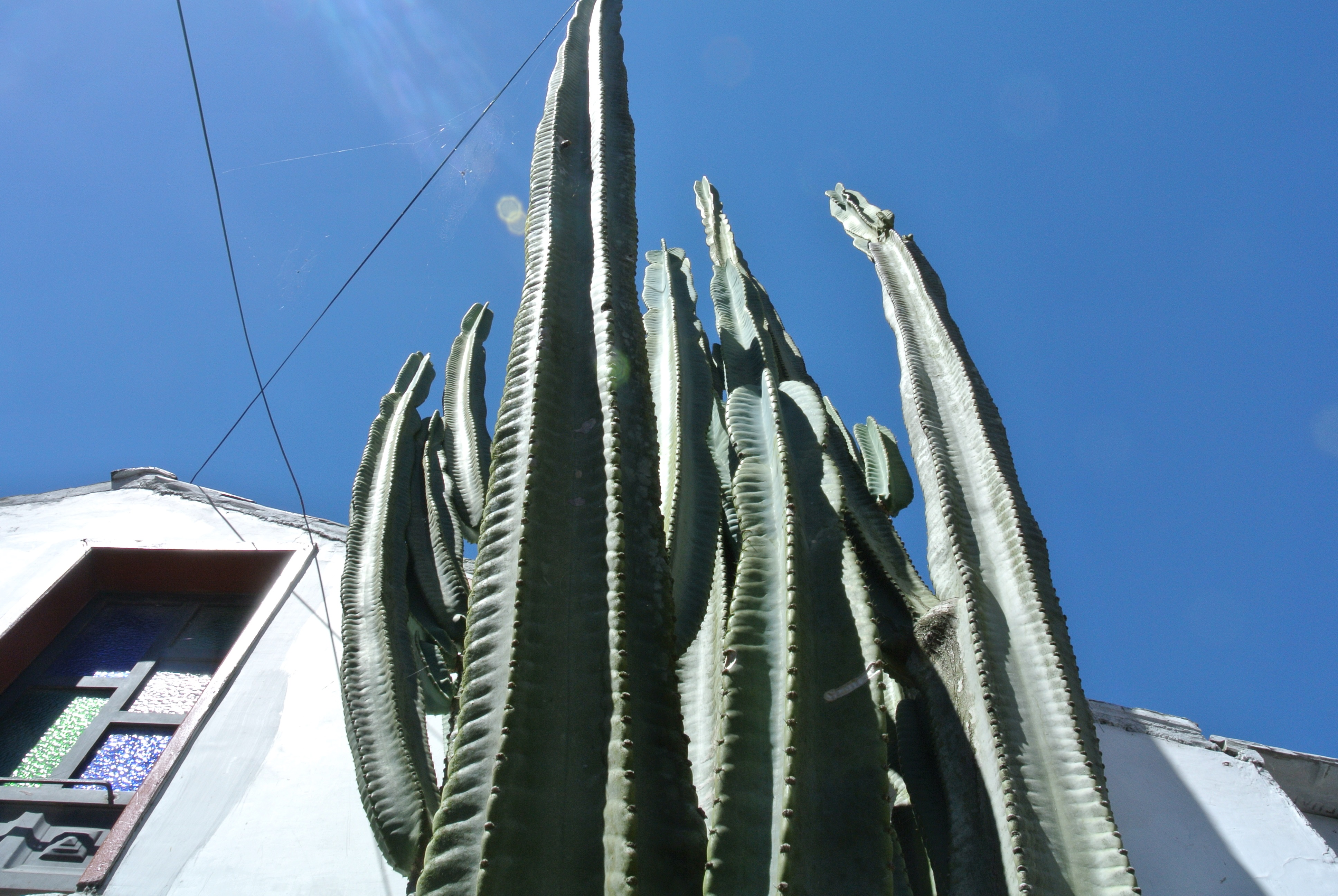 The Cactus House Houses For Rent In Banos De Agua Santa Tungurahua Ecuador