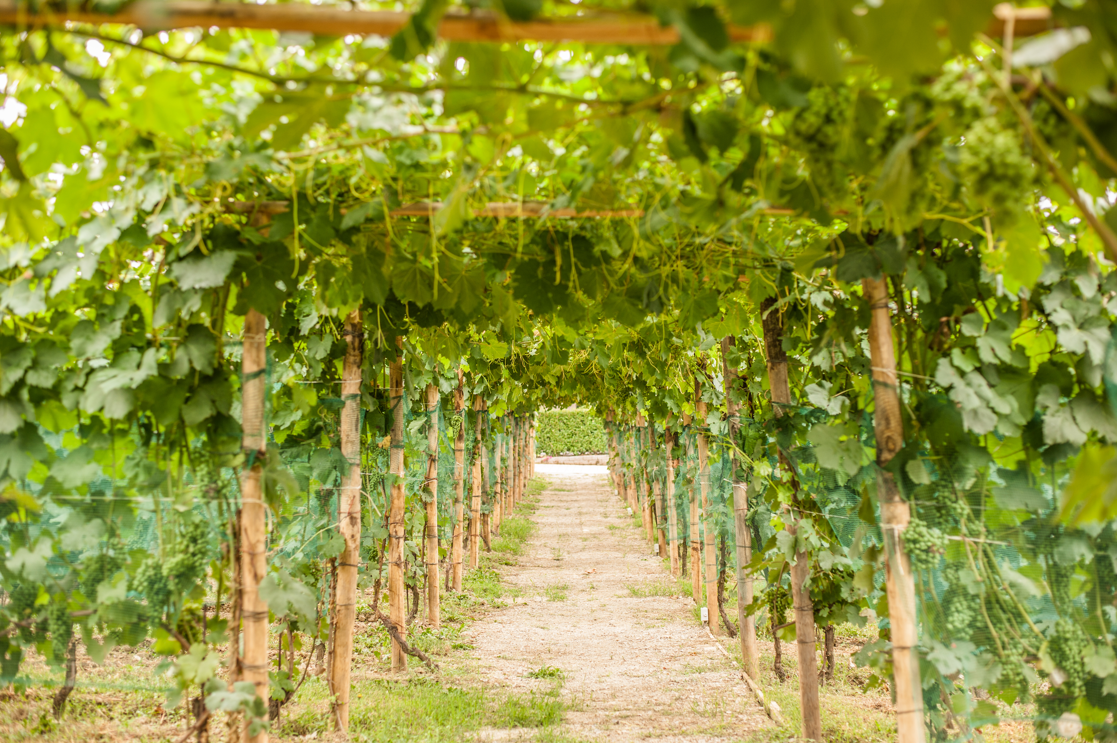 Relax in a middle of a Nebbiolo vineyard